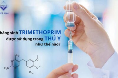 Nguyên tắc khi sử dụng kháng sinh thú y nhất định phải biết