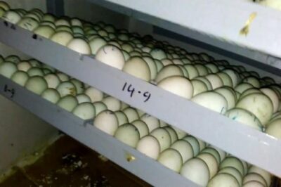 Nhiệt độ ấp trứng vịt, một số lưu ý khi ấp trứng vịt bằng máy