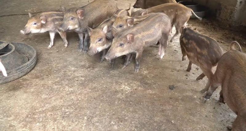 mo hinh chan nuoi hieu qua nhat hien nay