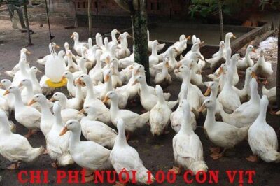 Tiết lộ chi phí nuôi 100 con vịt xiêm mang lại lợi nhuận cao năm 2023