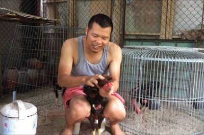 Cách Om Gà Chọi
