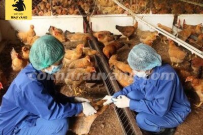 3 cách phòng chống bệnh cho gà con mới nở HIỆU QUẢ nhất