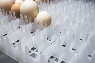 Quy trình và nhiệt độ ấp trứng vịt đảm bảo tỉ lệ nở tốt nhất