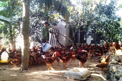 Cả làng nuôi gà ta thả vườn, sau 3 tháng, cứ 100 con lãi 6-7 triệu