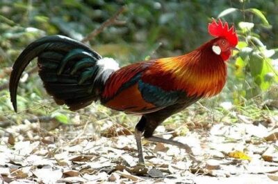 Nên cho Gà rừng ăn gì? Thức ăn cho gà rừng cần chú ý điều gì? 