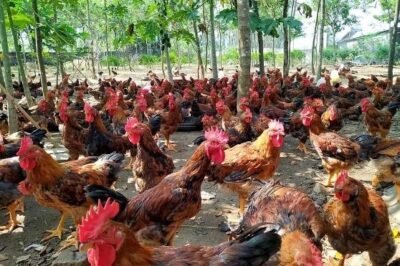 Những dấu hiệu gà bị tụ huyết trùng