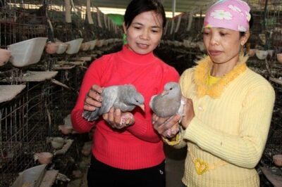 Hai dòng chim bồ câu pháp nuôi thành công ở nhiều địa phương