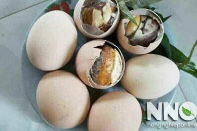 Cách ấp trứng gà lộn tại nhà, lưu ý khi chọn máy ấp trứng gà lộn