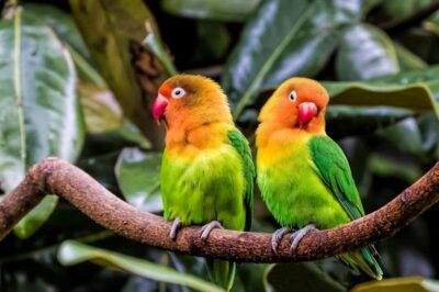 Vẹt mẫu đơn giá rẻ nhất bao nhiêu? Tham khảo một số dòng vẹt giá rẻ