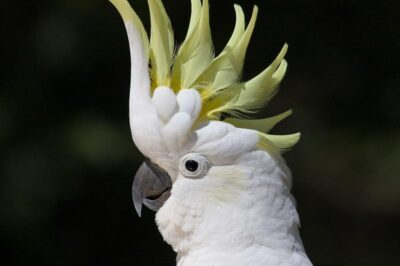 Vẹt Cockatoo: Đặc điểm, Cách nuôi – Ăn gì, Giá bao nhiêu?