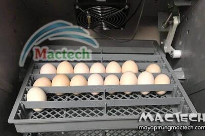 Ấp trứng có tác dụng gì? Câu hỏi dễ mà khó